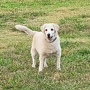 Nuggets a rejoint le concours — aidez-le/la à gagner de superbes lots ! dog, canine, cream_coat, standing, outdoors, grass, lawn, garden, collar, tail, wagging_tail, open_mouth, happy, friendly, pet, animal, portrait, full_body, greenery, daylight
