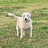 dog, canine, cream_coat, standing, outdoors, grass, lawn, garden, collar, tail, wagging_tail, open_mouth, happy, friendly, pet, animal, portrait, full_body, greenery, daylight