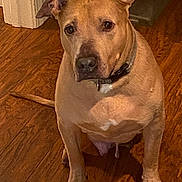 Scooby is registered to the contest to win money with this photo: animal, brown, canine, collar, companion, dog, domestic_animal, ears, flooring, house, indoor, looking_at_camera, mammal, paws, pet, pet_collar, portrait, sitting, tan_dog, wooden_floor