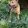 Scooby is registered to the contest to win money with this photo: animal, canine, close_up, collar, dog, grass, greenery, happy, leash, nature, outdoor, panting, pet, playful, relaxed, resting, summer, sunlight, tan_dog, tongue_out