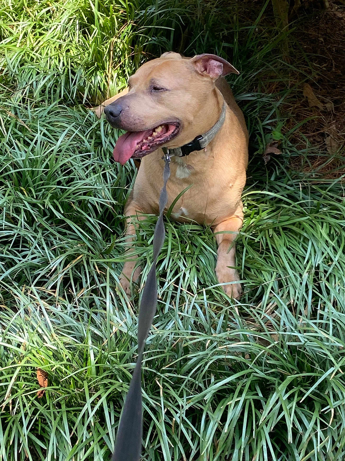 Scooby