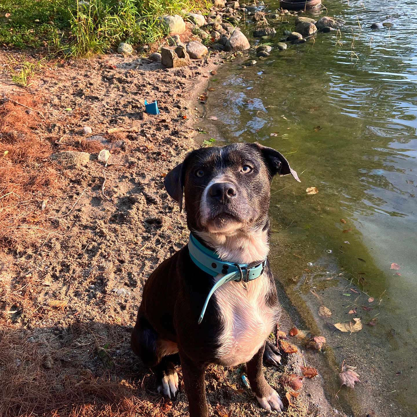 Bruno joined the competition — help win amazing prizes! animal, canine, collar, curious, daytime, dog, grass, lake, leaves, mammal, nature, outdoor, pet, rocks, sand, shore, sitting, sunlight, water, wet