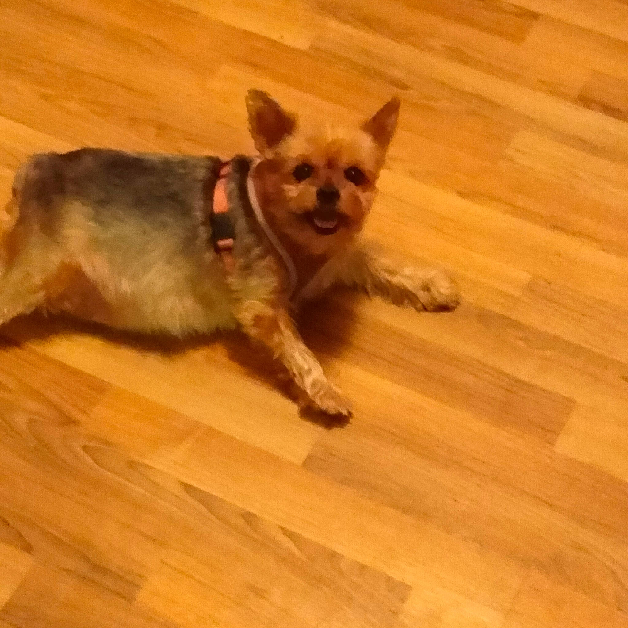 Holly is registered to the contest to win money with this photo: brown, carnivore, companion_dog, dog, dog_breed, fawn, felidae, floor, flooring, hardwood, laminate_flooring, plank, snout, tail, terrestrial_animal, varnish, wood, wood_flooring, wood_stain, working_animal