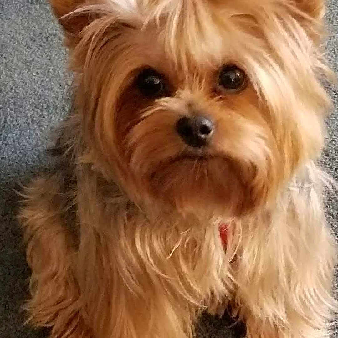 Holly