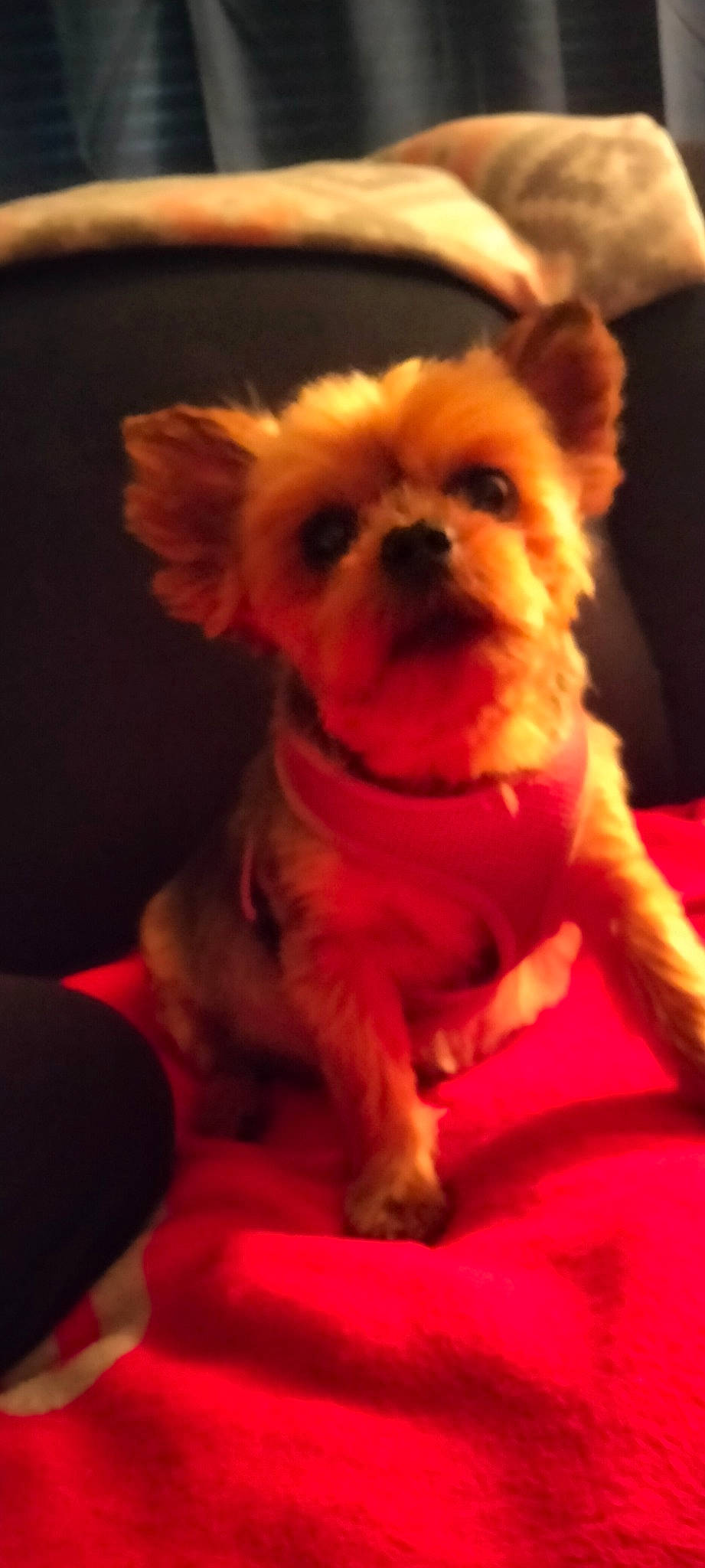 Holly is registered to the contest to win money with this photo: canidae, carnivore, chihuahua, companion_dog, dog, dog_breed, dog_supply, ear, fawn, fur, peach, pink, snout, sporting_group, terrestrial_animal, toy, toy_dog, whiskers, working_animal, wrinkle