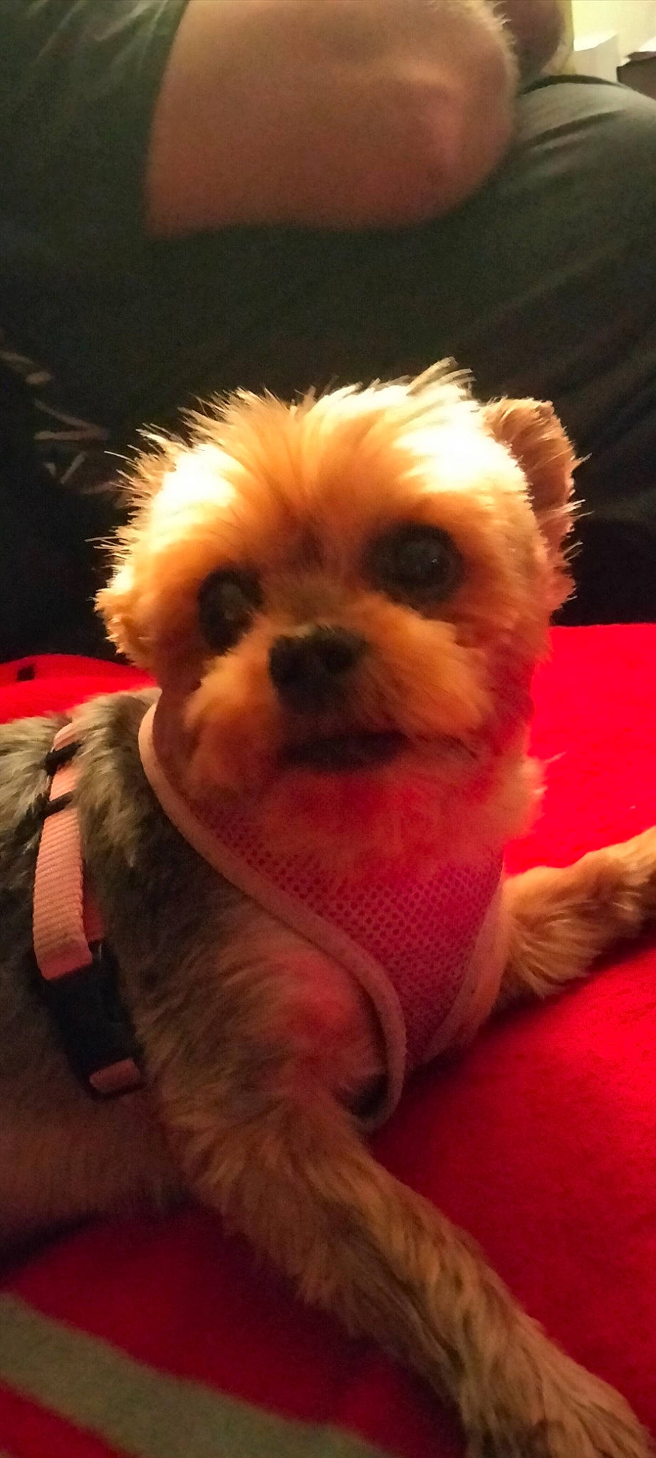 Holly is registered to the contest to win money with this photo: canidae, carnivore, companion_dog, dog, dog_breed, dog_clothes, fawn, fur, non_sporting_group, puppy_love, small_terrier, snout, sporting_group, terrier, toy_dog, whiskers, wrinkle