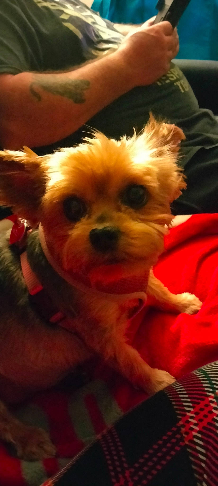 Holly is registered to the contest to win money with this photo: biewer_terrier, canidae, carnivore, companion_dog, dog, dog_breed, dog_clothes, dog_supply, ear, event, fawn, fur, small_terrier, snout, sporting_group, terrier, toy_dog, whiskers, working_animal, yorkipoo