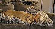 Madden joined the competition — help win amazing prizes! dog, couch, blanket, plush_toy, indoor, pet, resting, sleeping, furniture, home, cozy, wooden_floor, living_room, striped_pattern, gray, comfort, relaxation, domestic_animal, canine, soft_lighting