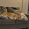 dog, couch, blanket, plush_toy, indoor, pet, resting, sleeping, furniture, home, cozy, wooden_floor, living_room, striped_pattern, gray, comfort, relaxation, domestic_animal, canine, soft_lighting