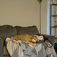 Madden joined the competition — help win amazing prizes! dog, cat, couch, blanket, living_room, lamp, home_decor, sleeping, pet, cozy, indoor, furniture, resting, brown_dog, white_cat, floor, shelf, quiet, relaxation, domestic