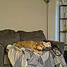 dog, cat, couch, blanket, living_room, lamp, home_decor, sleeping, pet, cozy, indoor, furniture, resting, brown_dog, white_cat, floor, shelf, quiet, relaxation, domestic
