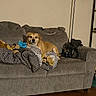 dog, couch, blanket, plush_toy, indoor, living_room, brown_dog, pet, furniture, floor, relaxed, domestic_animal, animal, carpet, home, soft_toy, cozy, resting, looking, seated