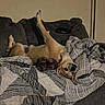dog, couch, blanket, upside_down, relaxed, indoor, pet, canine, fur, paw, ear, toy, comfort, resting, home, furniture, patterned_blanket, brown_dog, lying_down, playful