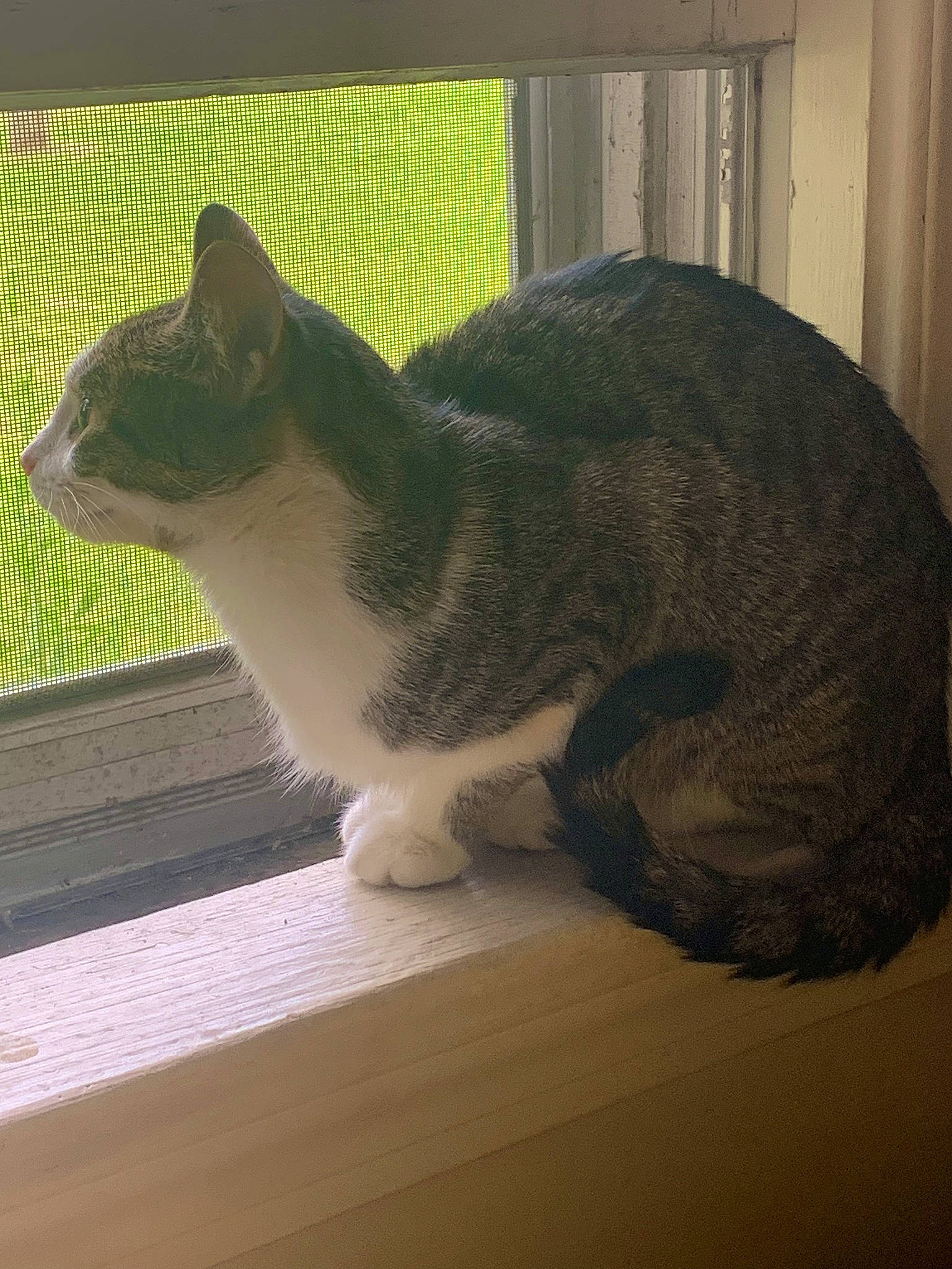 Meanie is registered to the contest to win money with this photo: carnivore, cat, domestic_short_haired_cat, felidae, flooring, fur, grass, paw, rectangle, shade, small_to_medium_sized_cats, snout, tail, terrestrial_animal, whiskers, window, wood