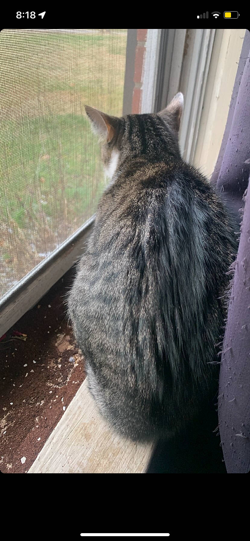 Meanie joined the competition — help win amazing prizes! carnivore, cat, domestic_short_haired_cat, felidae, fur, grass, plant, small_to_medium_sized_cats, snout, tail, terrestrial_animal, tree, whiskers, window, wood