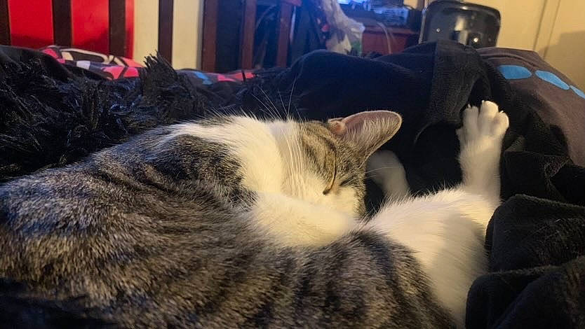 Meanie joined the competition — help win amazing prizes! carnivore, cat, comfort, domestic_short_haired_cat, felidae, fur, human_leg, metal, nap, paw, sitting, sky, sleep, small_to_medium_sized_cats, snout, tail, whiskers