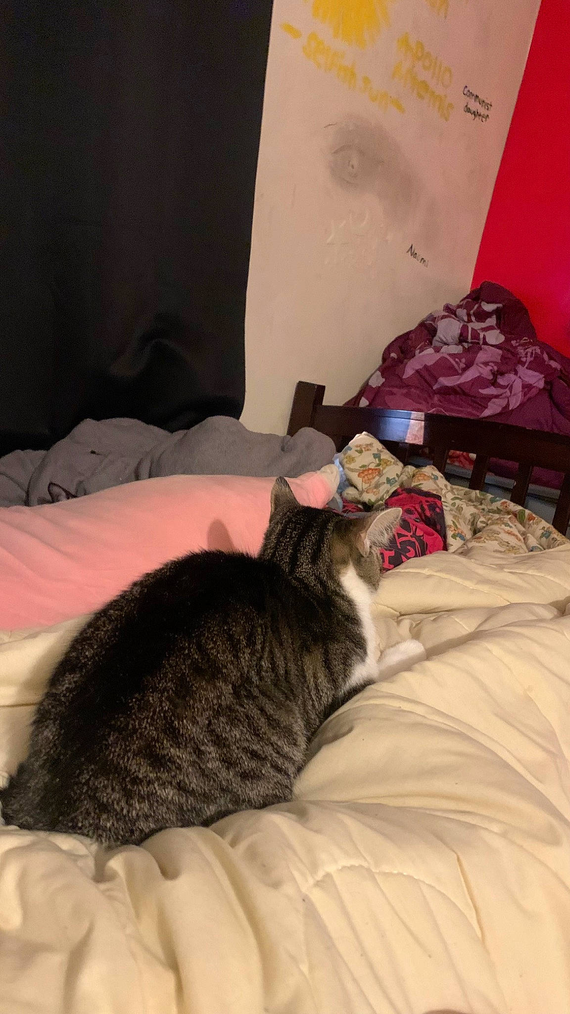 Meanie is registered to the contest to win money with this photo: bed, bed_sheet, bedding, bedroom, carnivore, cat, comfort, domestic_short_haired_cat, felidae, fur, grey, linens, mammal, nap, room, small_to_medium_sized_cats, tail, textile, vertebrate, whiskers