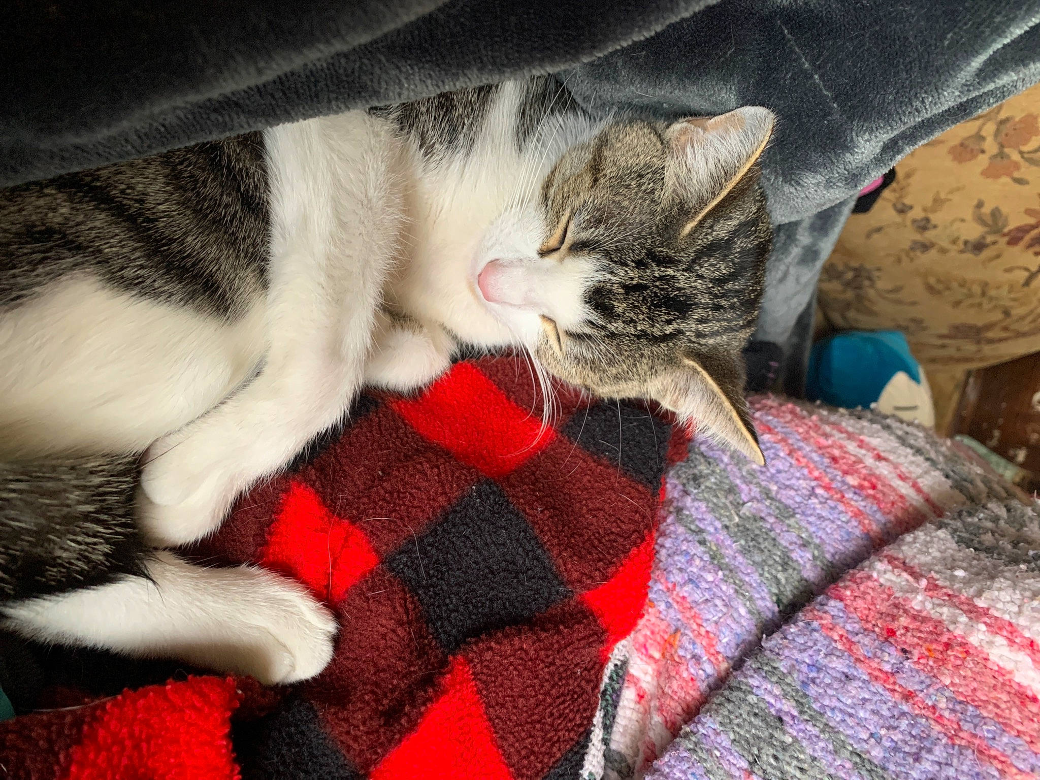 Meanie is registered to the contest to win money with this photo: blanket, carmine, carnivore, cat, claw, comfort, domestic_short_haired_cat, felidae, fur, linens, nap, pattern, paw, plaid, small_to_medium_sized_cats, tail, textile, vertebrate, whiskers, woven_fabric