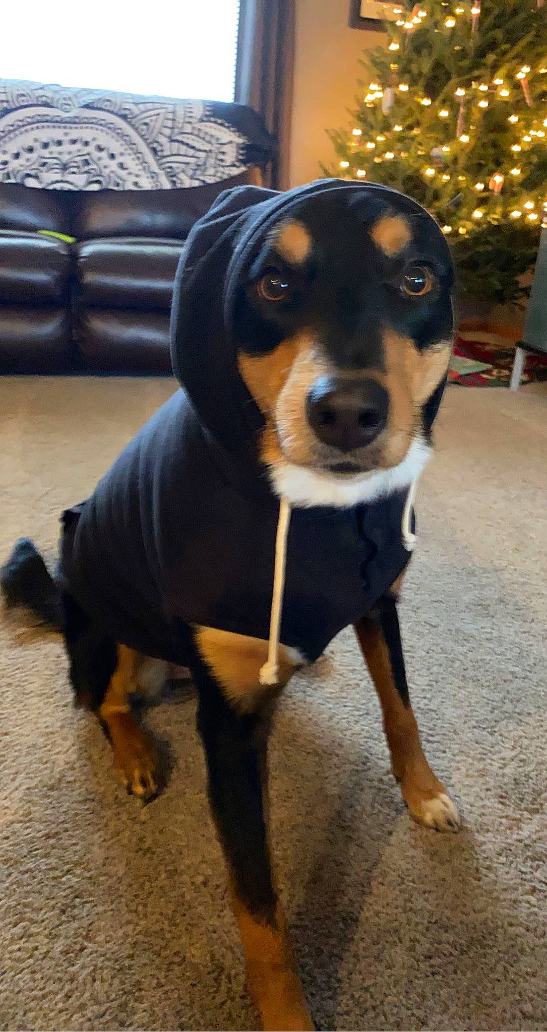 Stella is registered to the contest to win money with this photo: carnivore, christmas, christmas_decoration, christmas_tree, collar, companion_dog, couch, dog, dog_breed, dog_supply, event, fawn, pillow, plant, snout, sofa_bed, sporting_group, tree, whiskers, working_animal