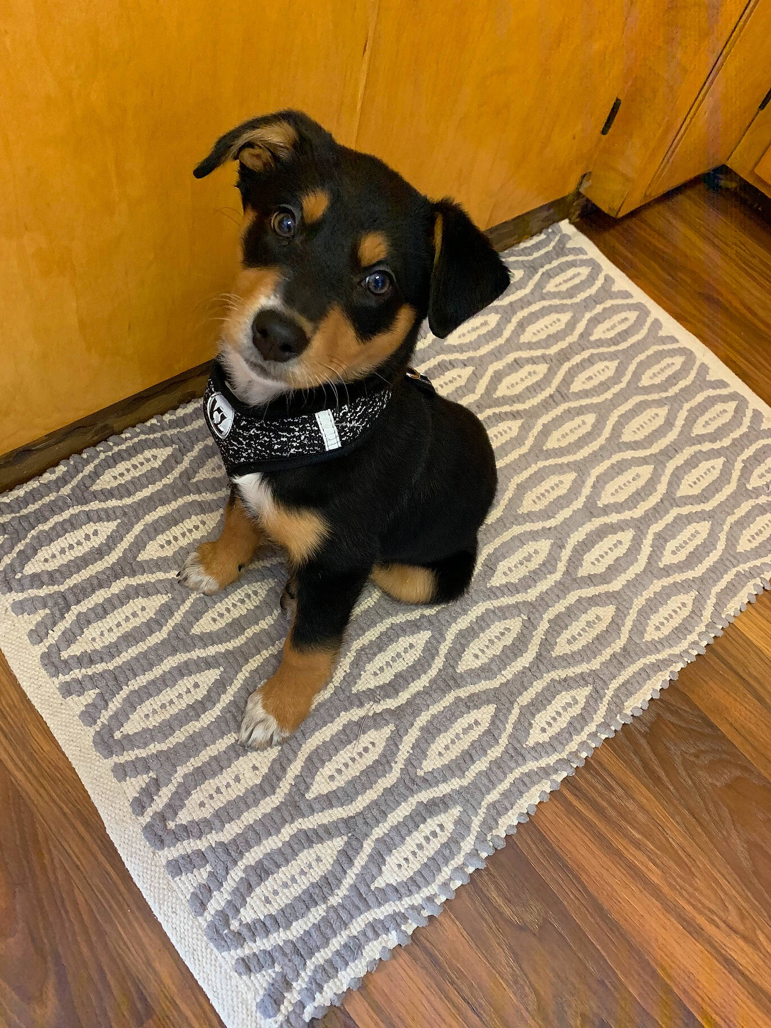 Stella joined the competition — help win amazing prizes! carnivore, companion_dog, dog, dog_breed, fawn, floor, flooring, grey, hardwood, laminate_flooring, rectangle, snout, sporting_group, tail, toy_dog, whiskers, wood, wood_flooring, wood_stain, working_animal