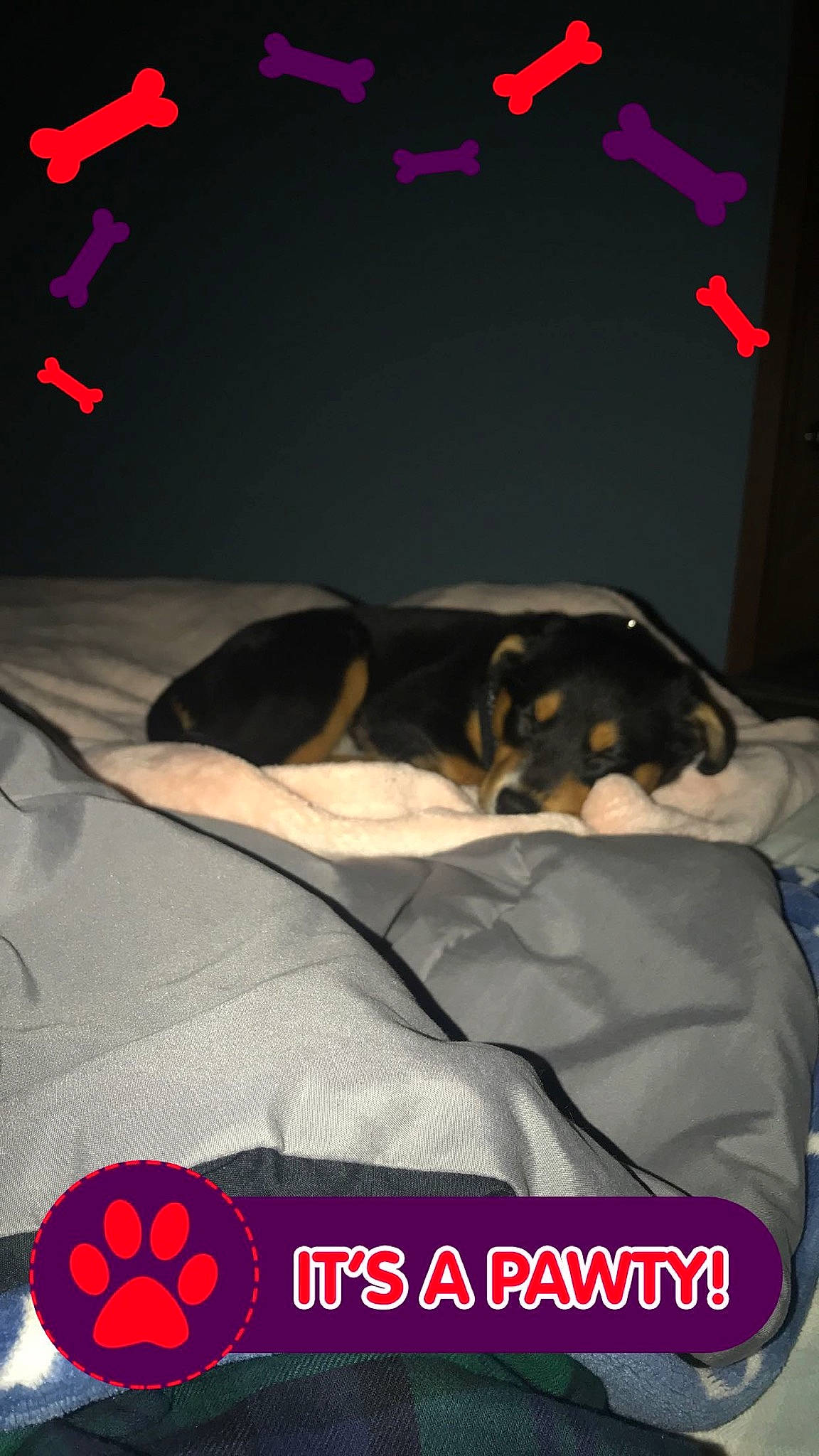 Stella joined the competition — help win amazing prizes! automotive_design, bed_sheet, black, carmine, carnivore, comfort, companion_dog, darkness, design, dog, dog_breed, felidae, font, fur, light, linens, red, room, tail, white