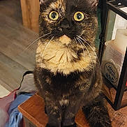 Zazou participe au concours pour gagner de l'argent avec cette photo : animal, architecture, barstool, building, cat, desk, diningtable, drawer, furniture, hardwood, indoors, interiordesign, manx, person, pet, plywood, shelf, stainedwood, table, wood