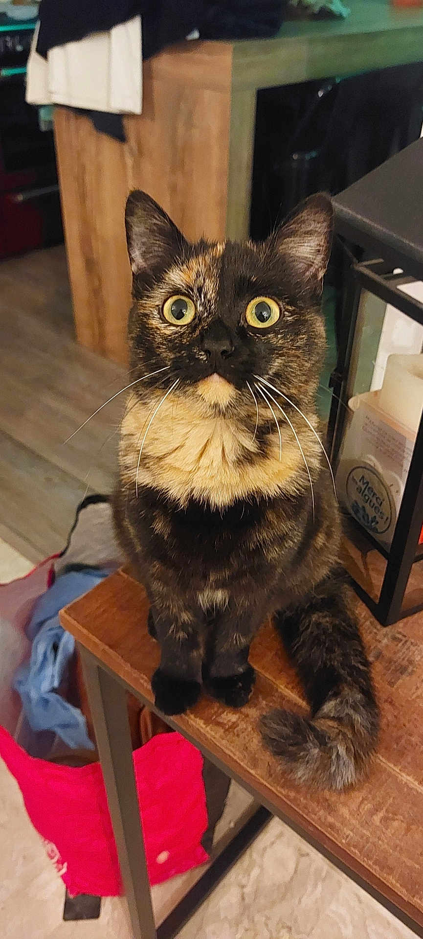 Zazou participe au concours pour gagner de l'argent avec cette photo : animal, architecture, barstool, building, cat, desk, diningtable, drawer, furniture, hardwood, indoors, interiordesign, manx, person, pet, plywood, shelf, stainedwood, table, wood