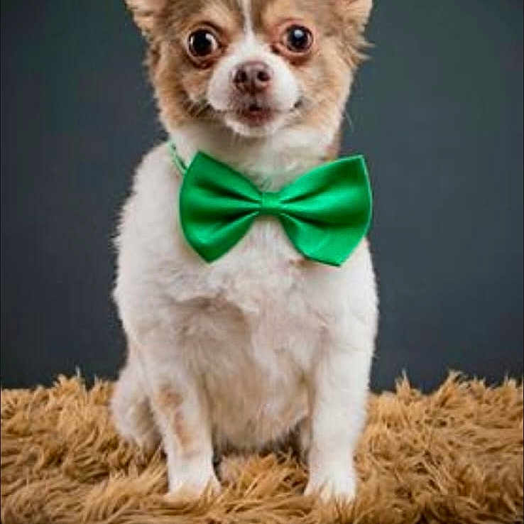 Gizmo joined the competition — help win amazing prizes! adorable, alert, animal, bow_tie, brown_fur, canine, companion, cute, dog, domestic_animal, fluffy_rug, furry, green_accessory, indoor, pet, portrait, sitting, small_dog, studio, white_fur