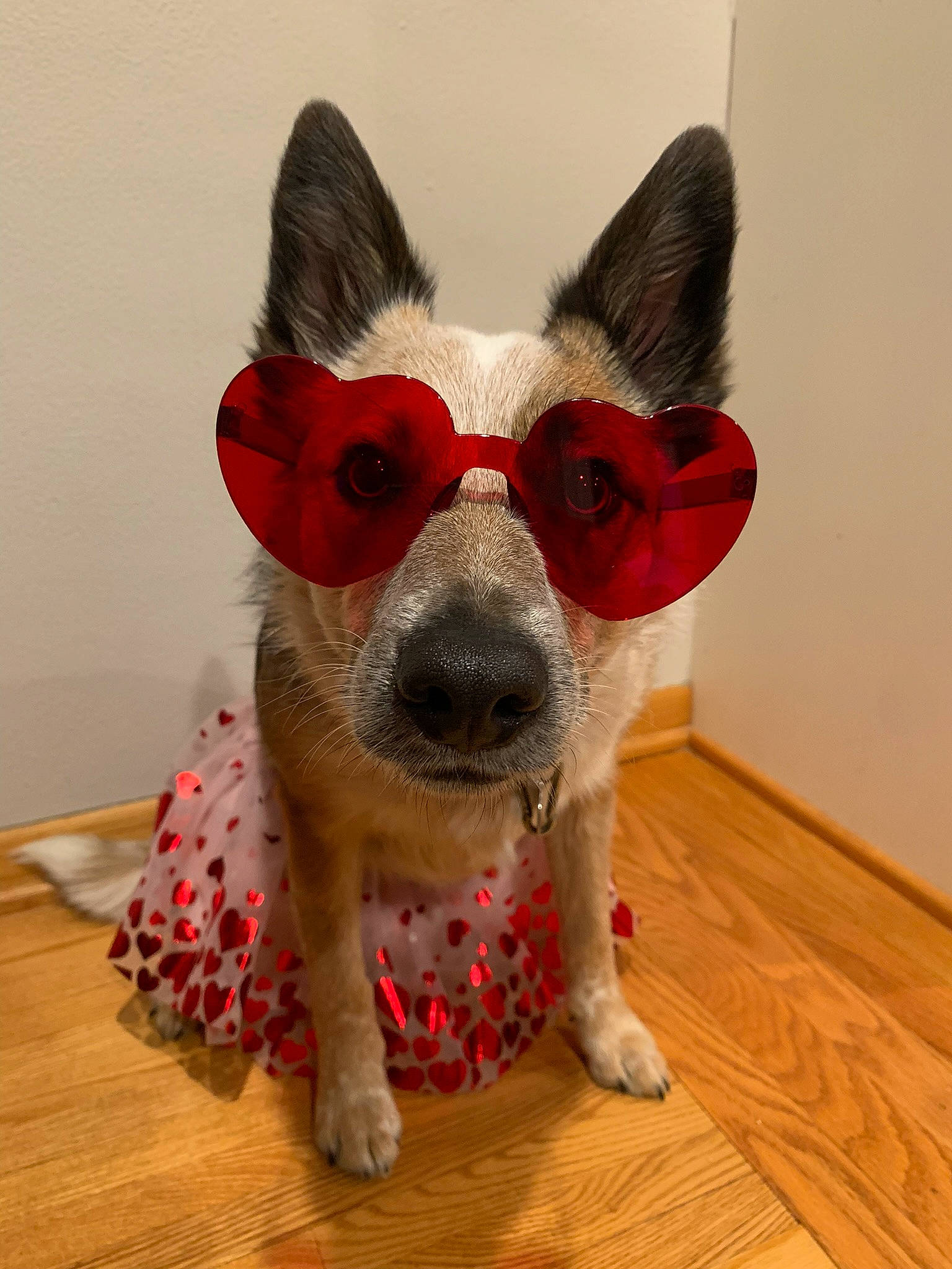 Ely is registered to the contest to win money with this photo: carnivore, collar, companion_dog, creative_arts, dog, dog_breed, dog_clothes, dog_collar, dog_supply, fawn, flooring, glasses, grey, hardwood, pet_supply, snout, tail, whiskers, wood, working_animal