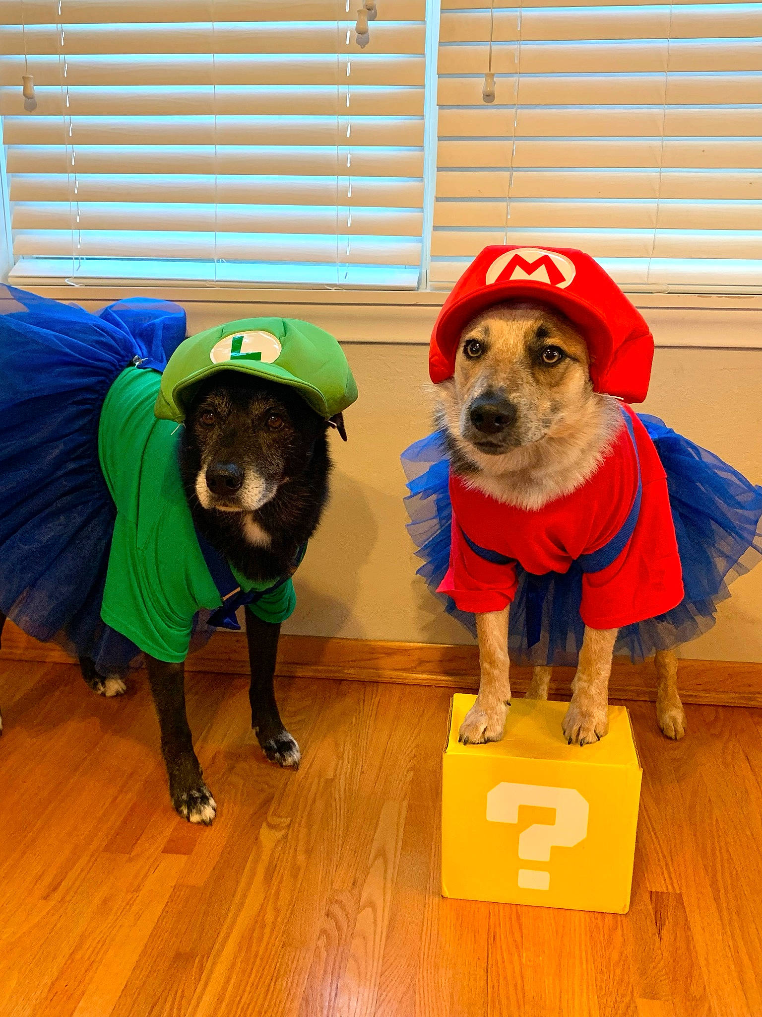 Ely joined the competition — help win amazing prizes! carnivore, companion_dog, dog, dog_breed, dog_clothes, dog_supply, fashion_accessory, fawn, flooring, fun, hardwood, leash, personal_protective_equipment, pet_supply, snout, sporting_group, toy_dog, vertebrate, wood, working_animal