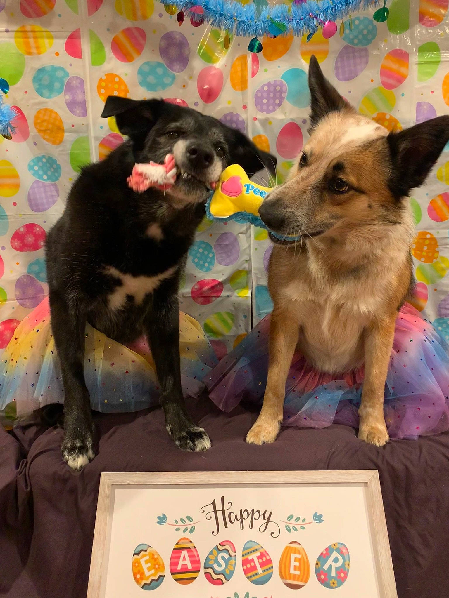 Ely joined the competition — help win amazing prizes! canidae, carnivore, collar, companion_dog, dog, dog_breed, dog_supply, fashion_accessory, fawn, guard_dog, mammal, party_hat, party_supply, pet_supply, snout, sporting_group, tail, vertebrate, working_animal, working_dog