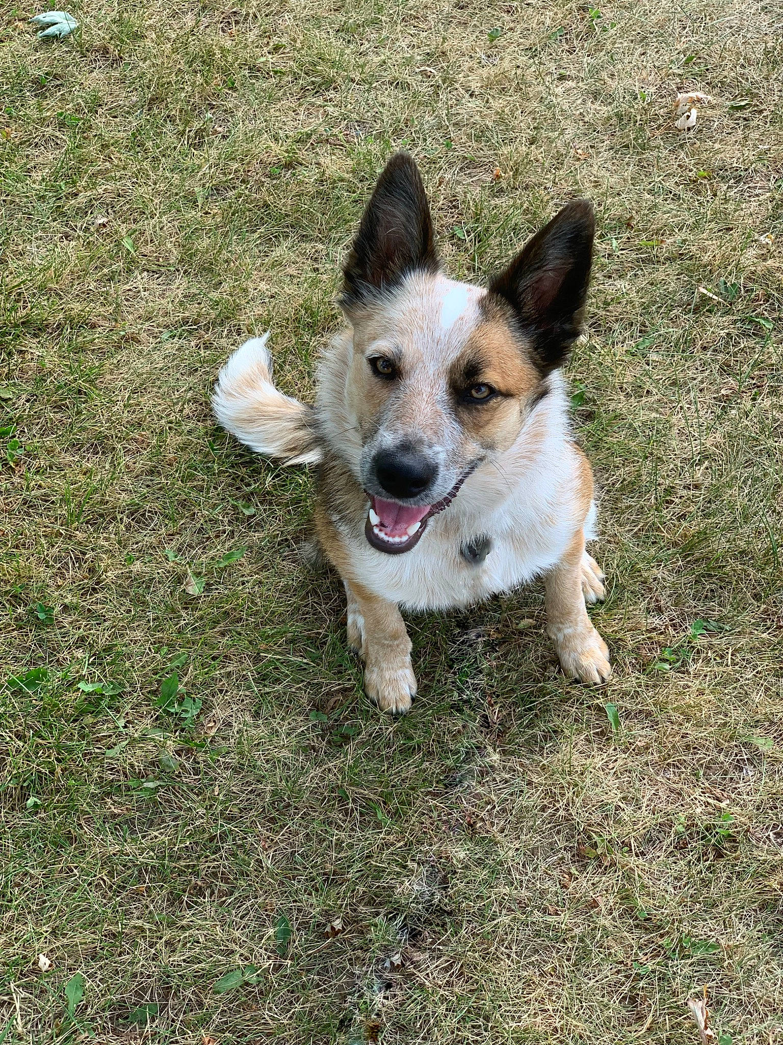 Ely joined the competition — help win amazing prizes! canidae, carnivore, companion_dog, dog, dog_breed, grass, plant, snout, soil, sporting_group, tail, terrestrial_animal, working_dog