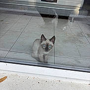 Aaliyah a rejoint le concours — aidez-le/la à gagner de superbes lots ! kitten, cat, siamese_cat, blue_eyes, glass_door, reflection, tile_floor, couch, furniture, indoor, pet, cute, small_animal, animal, curious, looking_out, home, modern, daylight, quiet