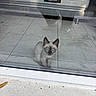 kitten, cat, siamese_cat, blue_eyes, glass_door, reflection, tile_floor, couch, furniture, indoor, pet, cute, small_animal, animal, curious, looking_out, home, modern, daylight, quiet