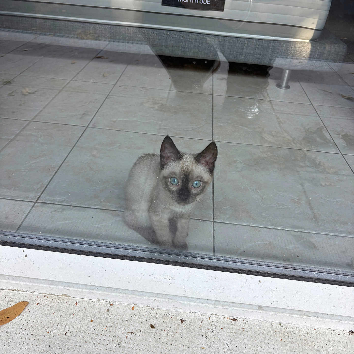 Aaliyah a rejoint le concours — aidez-le/la à gagner de superbes lots ! kitten, cat, siamese_cat, blue_eyes, glass_door, reflection, tile_floor, couch, furniture, indoor, pet, cute, small_animal, animal, curious, looking_out, home, modern, daylight, quiet