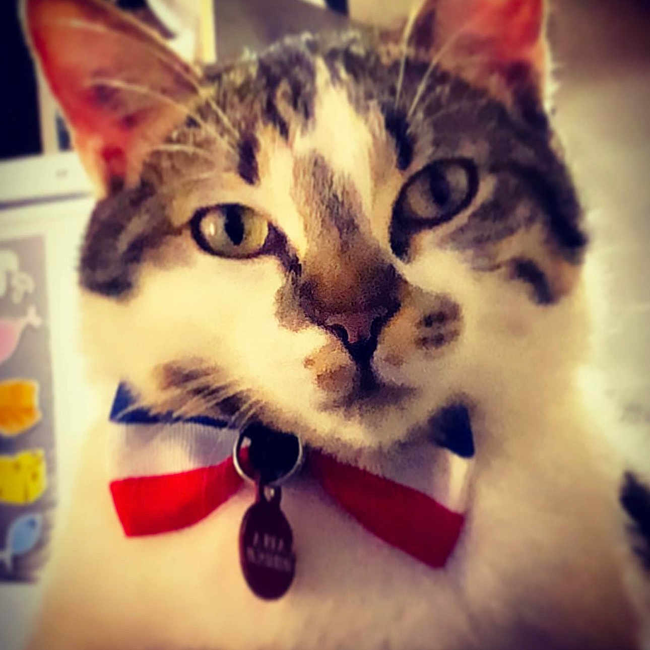 Nutella participe au concours pour gagner de l'argent avec cette photo : animal, background, bow_tie, cat, close_up, collar, colorful, cute, domestic_cat, ears, face, feline, focus, fur, indoor, looking, pet, portrait, tag, whiskers