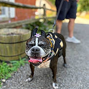 Chewy joined the competition — help win amazing prizes! dog, happy, smiling, tongue_out, flower, flower_on_head, leash, harness, person, legs, shorts, shoes, outdoor, pavement, fence, planter, greenery, sunny, close_up, pet