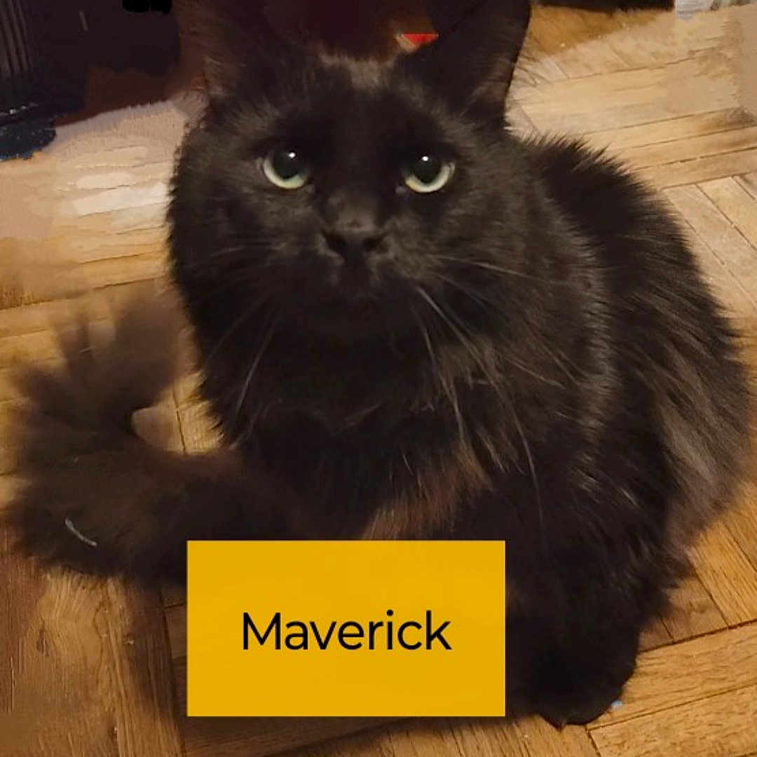 Maverick