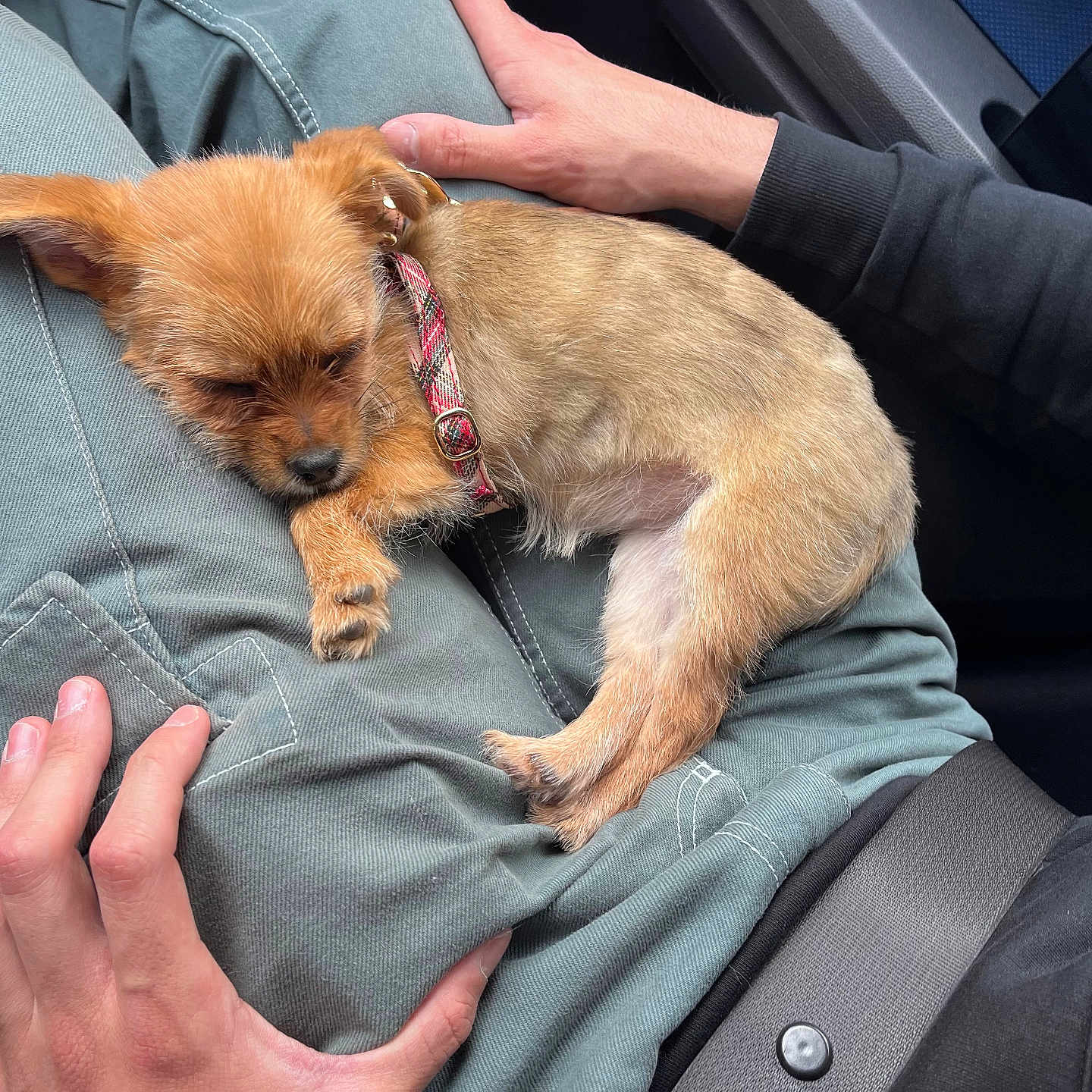 Taïa participe au concours pour gagner de l'argent avec cette photo : accessories, adult, animal, belt, bodypart, canine, chihuahua, clothing, coat, dog, finger, hand, jacket, male, man, person, pet, puppy, strap, terrier