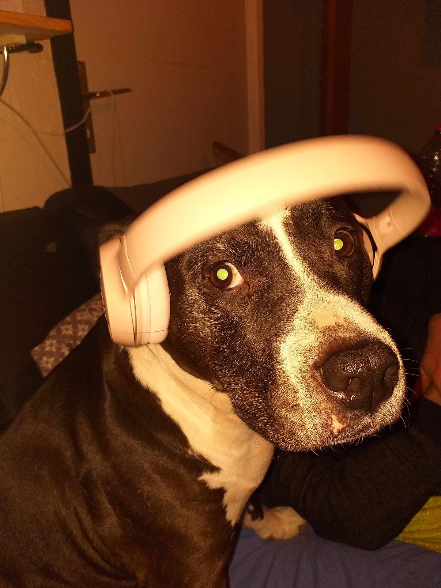 Gena a rejoint le concours — aidez-le/la à gagner de superbes lots ! dog, headphones, black_and_white, indoor, pet, close_up, animal, ears, nostrils, fur, snout, seated, couch, household, person_arm, brown, white, curious, looking, portrait