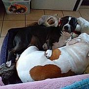 Gena a rejoint le concours — aidez-le/la à gagner de superbes lots ! dog, bed, tile_floor, stuffed_toy, black_dog, white_dog, brown_patch, paw, resting, indoor, cozy, animal, pet, snuggling, companion, cute, domestic, laying_down, relaxed, friendship