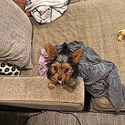 Bella joined the competition — help win amazing prizes! blanket, casual, couch, cozy, curious, cushion, dog, ears, floor, fur, home, indoor, living_room, looking_up, paws, pet, puppy, small_dog, textile, wood_floor