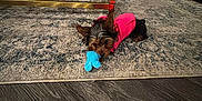 Bella is registered to the contest to win money with this photo: blue_toy, brass_table, carpet, chair, coffee_table, cozy, cute, dog, furniture, indoors, living_room, pet, pink_hoodie, playing, puppy, relaxed, rug, small_dog, toy, wood_floor