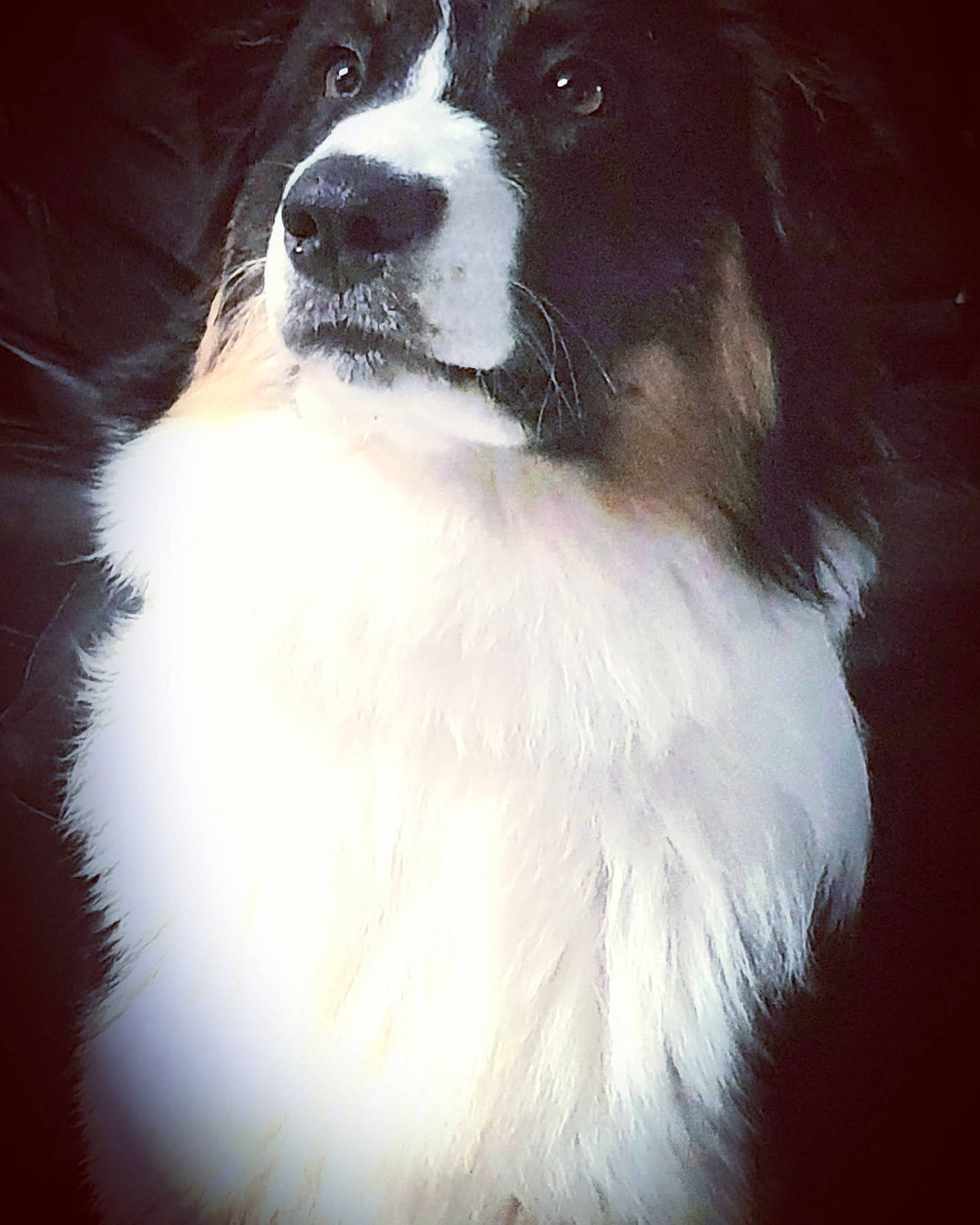 Mulan participe au concours pour gagner de l'argent avec cette photo : canidae, carnivore, companion_dog, dog, dog_breed, fur, herding_dog, iris, liver, snout, sporting_group, vertebrate, whiskers, working_animal, working_dog