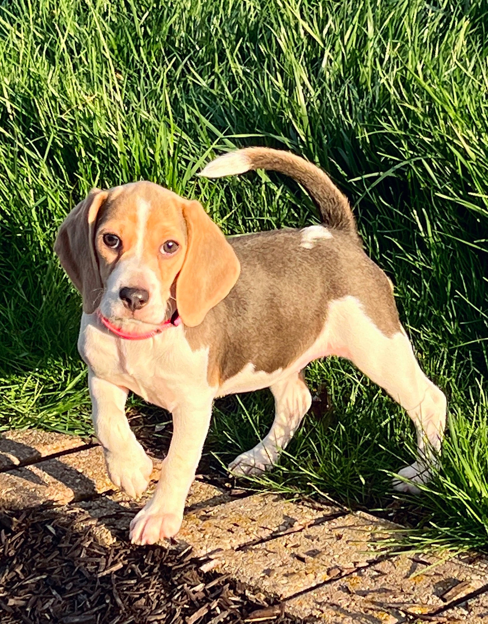 Bonnie Blue joined the competition — help win amazing prizes! canidae, carnivore, companion_dog, dog, dog_breed, dog_collar, fawn, grass, gun_dog, hound, hunting_dog, liver, paw, plant, puppy, snout, soil, tail, terrestrial_animal, working_animal