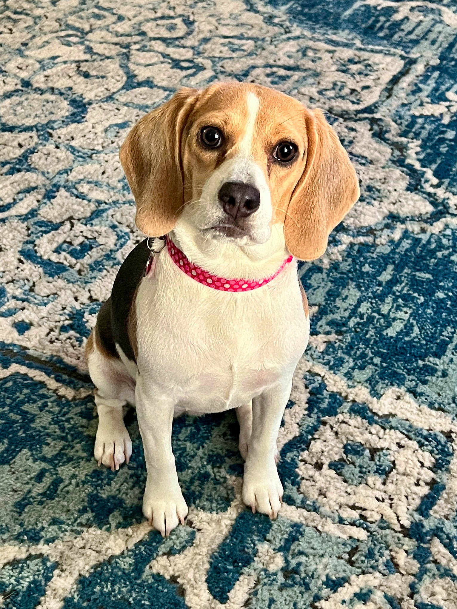 Bonnie Blue joined the competition — help win amazing prizes! ancient_dog_breeds, canidae, carnivore, collar, companion_dog, dog, dog_breed, dog_collar, dog_supply, fawn, hound, hunting_dog, liver, pet_supply, scent_hound, snout, sporting_group