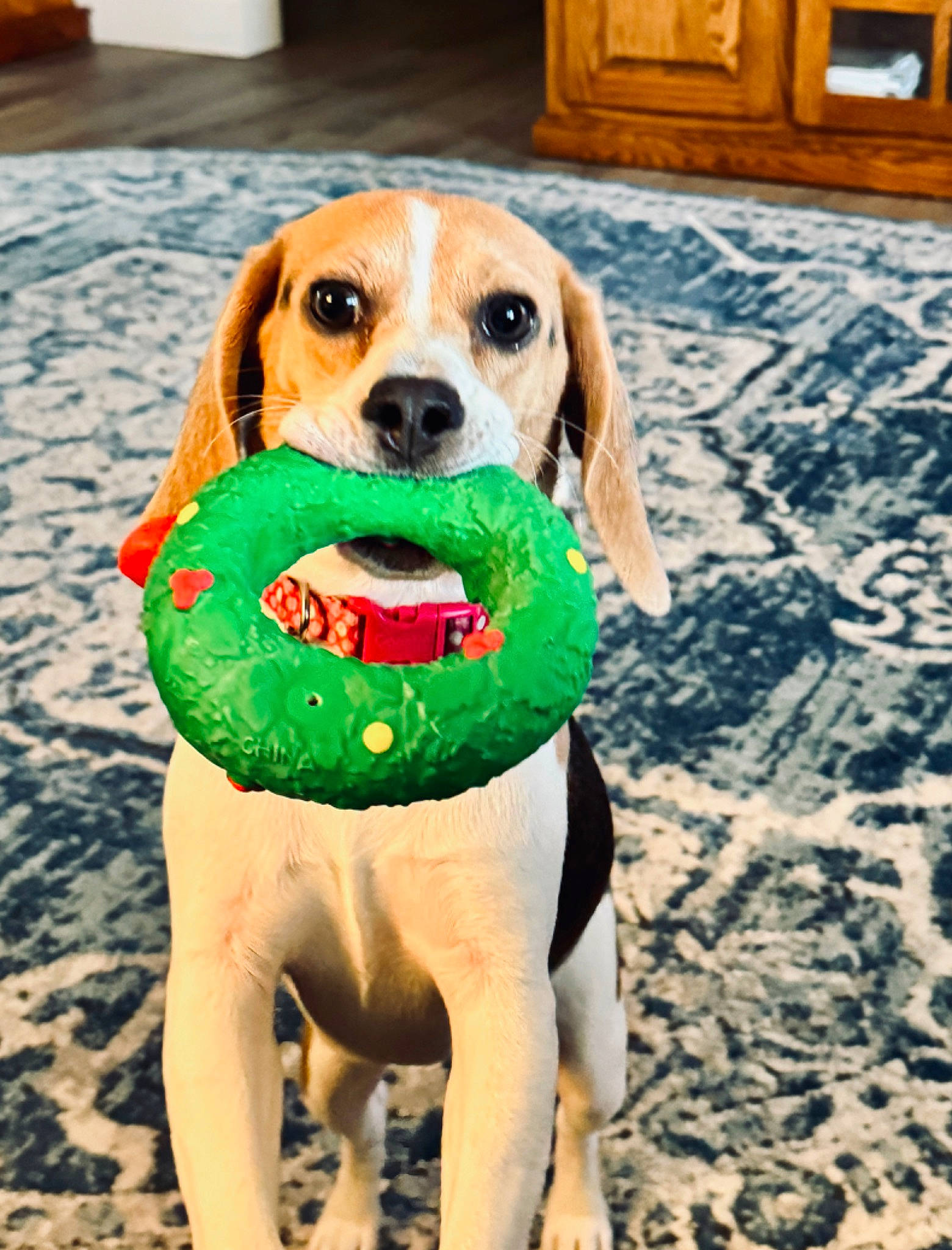 Bonnie Blue joined the competition — help win amazing prizes! beagle, cabinetry, carnivore, collar, companion_dog, dog, dog_breed, dog_clothes, dog_supply, fawn, flooring, hound, leash, pet_supply, scent_hound, snout, sporting_group, tennis_ball, whiskers, working_animal