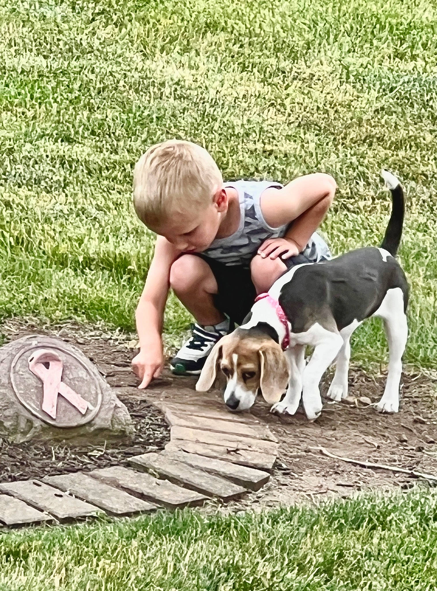 Bonnie Blue joined the competition — help win amazing prizes! canidae, carnivore, child, companion_dog, dog, dog_breed, fawn, grass, hound, lawn, leash, people_in_nature, plant, play, scent_hound, sitting, sneakers, sporting_group, tail, toddler