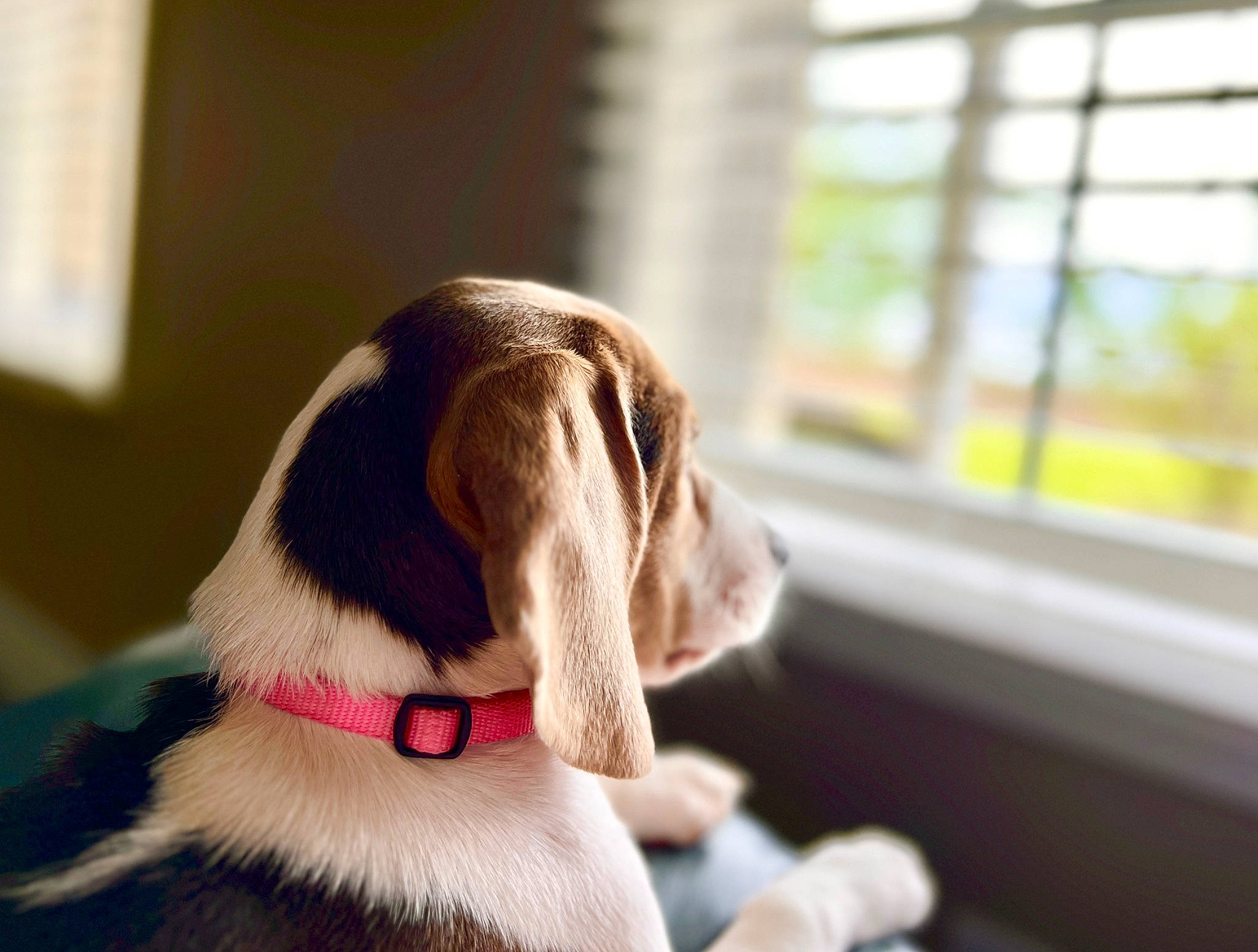 Bonnie Blue joined the competition — help win amazing prizes! carnivore, collar, comfort, companion_dog, dog, dog_breed, dog_collar, dog_supply, ear, fur, leash, liver, non_sporting_group, pet_supply, tail, toy, window, window_blind, window_covering, working_animal