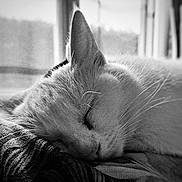 Clochette a rejoint le concours — aidez-le/la à gagner de superbes lots ! animal, black_and_white, calm, cat, closeup, cozy, face, fur, indoor, mammal, nap, peaceful, pet, quiet, relaxation, resting, sleeping, soft_light, whiskers, window